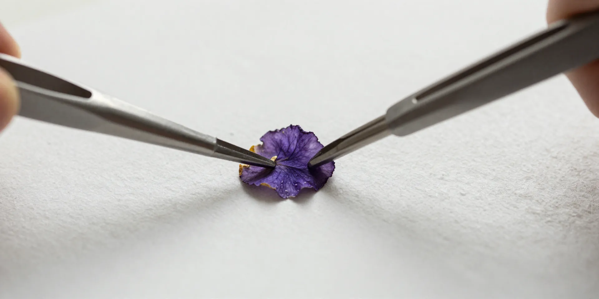 Tweezers carefully placing a dried violet onto handmade textured cotton paper, tiny dabs of glue, elegant composition