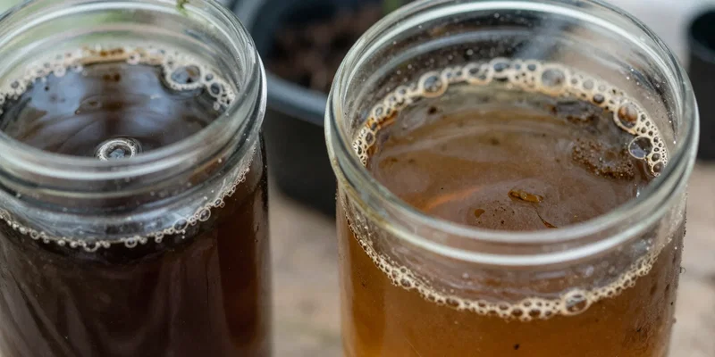 Worm Tea vs Leachate: What’s Safe to Use on Plants?