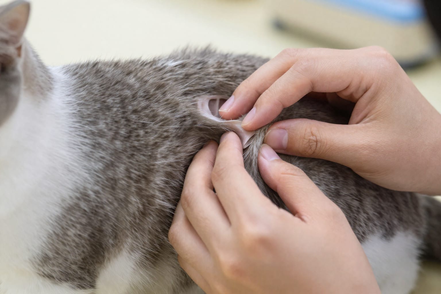 How to Help an Overweight Cat Lose Weight Safely: 7 Vet-Approved Steps