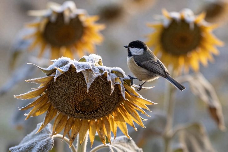 Fall Garden Cleanup: 6 Things to Leave for Wildlife (and What to Toss)