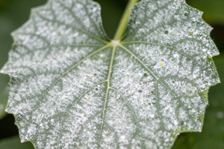 7 Common Fungal Diseases in Vegetable Gardens (Fix Them Fast)