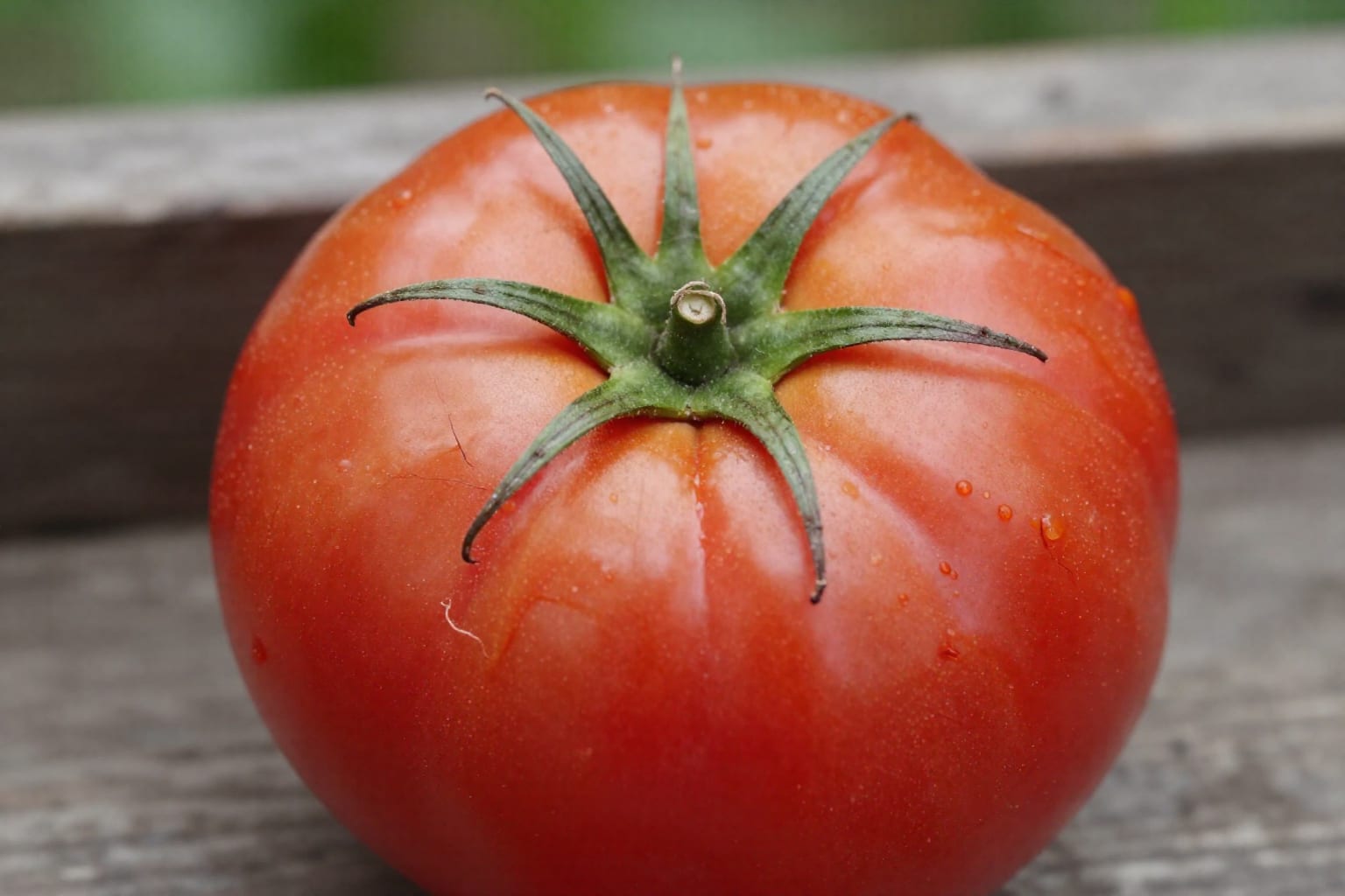 7 Common Tomato Problems and How to Fix Them This Season
